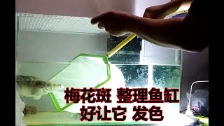 梅花斑 整理鱼缸 好让它 发色