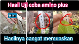 hasil uji coba pupuk amino plus - hasilanya memuaskan