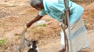 100 மேற்பட்ட கீரிப்பிள்ளைகளை தன் பிள்ளைகளாக வளர்க்கும் சன் டிவி புகழ் அமீர் பாய் 🙏🏼 #mastergmbatcha