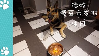 德牧六岁生日，傻豆六岁啦！