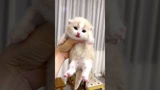 Too Cute! Watch This Adorable Kitten Meowing🐱#hellomochi #cat #cutecat #kitten #kucing #貓 #mochicat