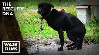 Hope Rescues Starving Dogs Chained in Houston - The Rescuers DNA