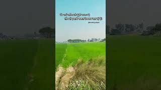 अपनी फसल🌾🌱#new#trending #viral#videos#farmer#myfarming#agriculture🌾#farmer#tractor#🚜#farmingakash👳🙏👳