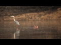 Surfing Grey Heron Mana Pools