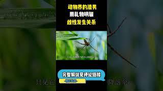 （1/3）动物界的渣男，用礼物哄骗雌性发生关系 #自然 #科普 #动物 #生物