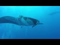 socorro islands diving with manta rays in roca partida