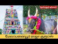 மேலப்பனையூர்  ராஜா குரூப்ஸ் சுந்தர பாண்டியன் அவர்களின் ராஜா காளை ❤️🐂