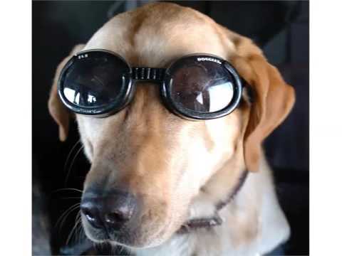 dog goggles petco