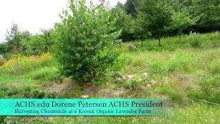 ACHS.edu Dorene Petersen Harvesting Chamomile in Korea