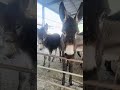 Funniest Donkey Ever! Donkey Training the fun way! 2029