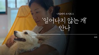 일어나지 않는 개, 유기견 안나를 소개합니다.