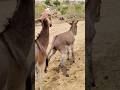 Donkey very Happy |#youtubeshorts #jungles #animals