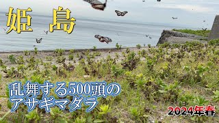 【アサギマダラ】乱舞する姫島のアサギマダラ