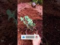 kalanchoe fedtschenkoi repotting succulent shorts short videos youtube shorts fivi