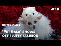 ‘Pet Gala’: Canines in couture recreate Met Gala looks | AFP