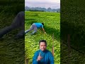 tujuan pohon kangkung direbahkan #petani #agriculture #pertanian #farming #remix #memes #petanibuah