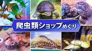 【爬虫類ショップめぐり2】亀にトカゲにヘビやカメレオンも！沖縄の爬虫類ショップの生体紹介inアクアプロスタイルビリーバー