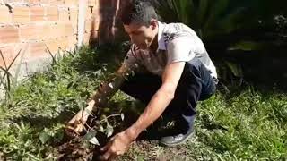 Plantando 2 mudas de pitanga com meus pequenos. 😍😍