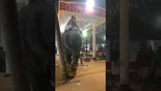 ആന ഇടഞ്ഞപ്പോൾ🐘🐘😳😳#elephant #elephantattack #attack #shorts #trending