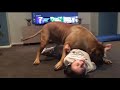 Boerboel wrestling sister gently