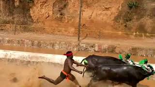 KaKyaPadavu Kambala 2018 | Plough Junior | Rope Junior Buffalo's | Best Races Collection | Osm Races