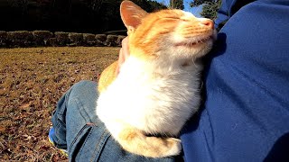 公園のベンチに座ったら遠くから野良猫がトコトコとモフられにきた