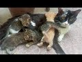 Meet Our New Backyard Friends:Street Cat's Adorable Kittens at Play,
