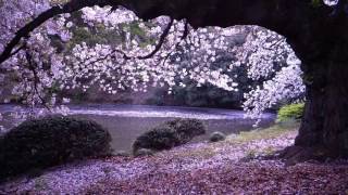 桜吹雪.さくらふぶき.(Shinjuku gyoen)A flurry of cherry blossoms。