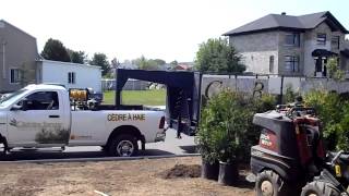 installateur de Haie de cèdres