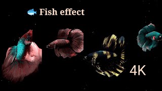 || Fish Effect Black scree ||  4k Video fish effect new trending Video