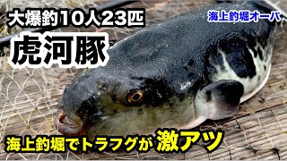 【海上釣堀オーパ】海上釣堀でトラフグが激アツ@p.pochisan