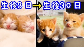 生後３日目から成長しても仲良く添い寝する子猫たち。【保護猫】