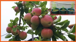 사과나무 화분에서 키우기 / Growing apple trees in flower pots