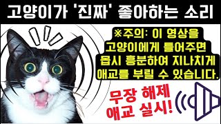 [효과 좋음!!] 고양이가 '진짜' 좋아하는 소리~!! (레전드급) (※주의: 고양이가 몹시 흥분하여 지나치게 애교를 부리고 반응하는 강력한 소리 영상이므로 유의하시기를 바랍니다)