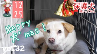 【保護犬預かり】かもめ、初めてのクリスマス。【里親様募集中、福岡近郊】