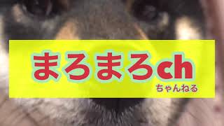 【大人のおもちゃ】俺ん家来る？ハイクオリティ食玩を開封！