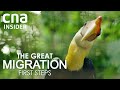 A New Home For Asia's Largest Bird Park | The Great Migration: First Steps | Full Episode