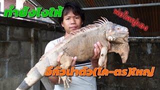 เลี้ยง ||อีกัวน่า|| ยังไงให้ตัว(โค-ตร)ใหญ่ (Giant iguana)