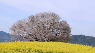 20220402武雄の桜4分25秒