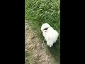 お散歩ぽちょ☆dog walking☆