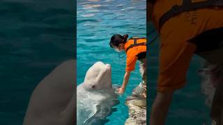 ベルーガ　傷跡の具合はどうですか？　【名古屋港水族館】Beluga Nagoya Aquarium