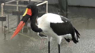 クラハシコウ　モロちゃん　シャワーを浴びています　【掛川花鳥園】Saddle-billed stork Moro-chan Kakegawa Garden