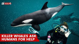 Killer Whales ask humans for help