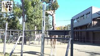 円山動物園のキリンの日常