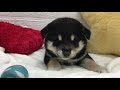 136529　柴犬♂　ペットショップ犬の家＆猫の里プレ葉ウォーク浜北店