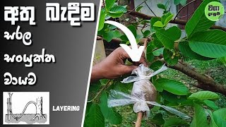 How To Layering  |  ලෙයරින් කිරීම |  අතු බැදීම  | මෙහෙමත් ශාක බිහි කරන්න පුලුවන් |  Waga Danuma