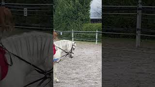 Beautiful #welsh cob #pony in Action