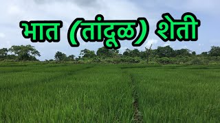 Farming in ratnagiri (rice)