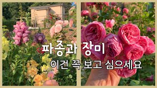 6월의 정원 파종 추천, 비추천 꽃과 장미 관리 | 당신의 시간을 아껴드려요