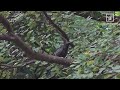 black collared starling feeding asian koel common koel baby in hong kong